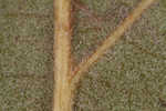 Cherrybark oak
